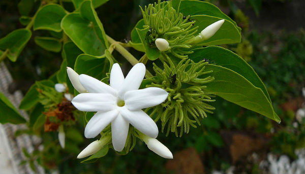 Jasminum sambac 18