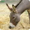 donkey 01