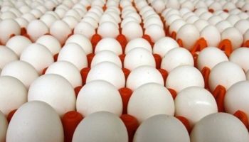 قیمت تخم مرغ ارزان میشود!؟